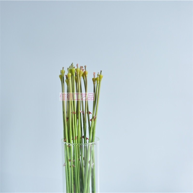 Soap flower head and stem to Lakshadweep